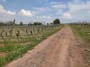Vignes alsaciennes